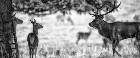 PANORAMIC - HI DARLING I'M HOME - 1.2m x 50cm